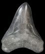 Serrated Megalodon Tooth - Great Tip #43960-1